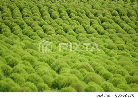 緑色のコキア 69563670