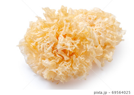 木耳 キクラゲ きのこ 69564025