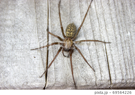 Flatly view giant house spider on wood 69564226
