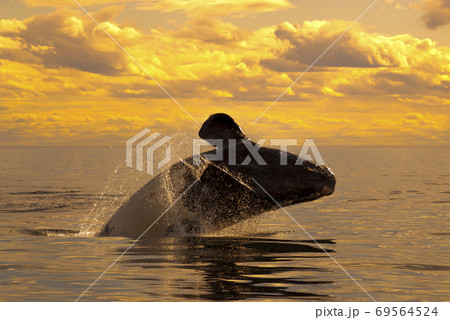 Southern Right Whale emerging and breathing Southern Right Whale emerging and breathing 69564524