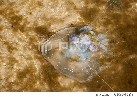 dead jellyfish on the Black Sea shore on a summer day, Ukraine village of Iron Port 69564635