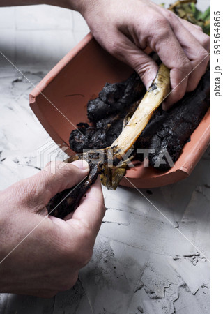 eating calcots, sweet onions typical of Catalonia eating calcots, sweet onions typical of Catalonia 69564866