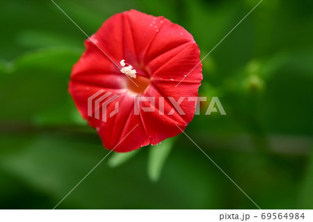 モミジルコウソウ 69564984