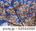 春の晴天が眩しい桜の木の下でのお花見 69564990