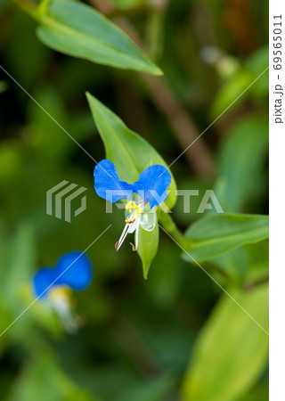 露草 露草 69565011