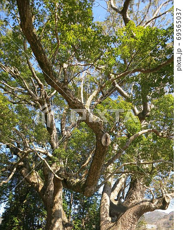 クスの大木 夫婦クス 南伊豆町三島神社 クスの大木 夫婦クス 南伊豆町三島神社 69565037