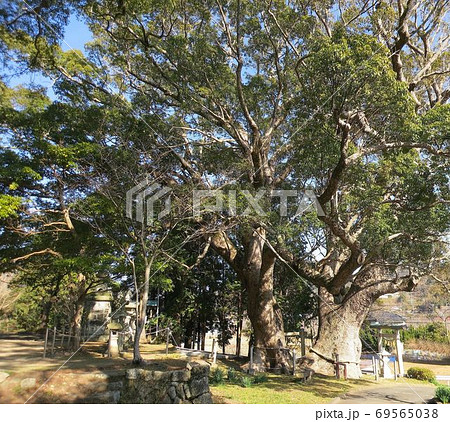 クスの大木 夫婦クス 南伊豆町三島神社 クスの大木 夫婦クス 南伊豆町三島神社 69565038