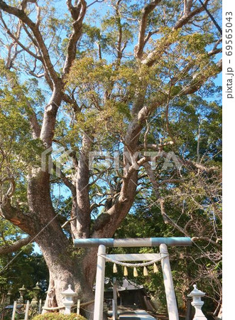 クスの大木 夫婦クス 南伊豆町三島神社 クスの大木 夫婦クス 南伊豆町三島神社 69565043