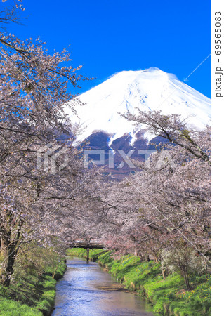 桜満開と霊峰富士山 69565083