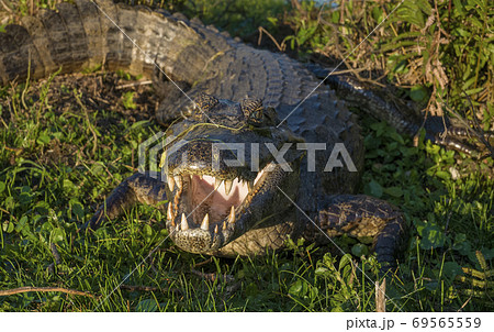 Black caiman.south america Black caiman.south america 69565559