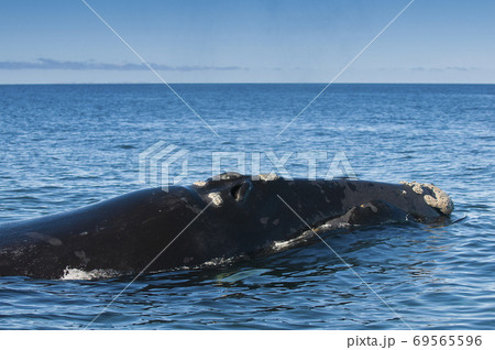 Southern Right Whale emerging and breathing Southern Right Whale emerging and breathing 69565596