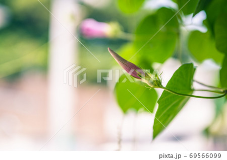 朝顔-蕾- 朝顔-蕾- 69566099