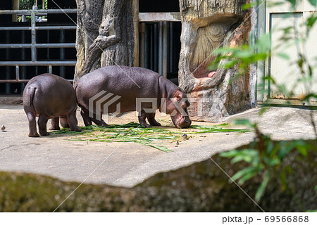 動物 動物学 野生動物 69566868