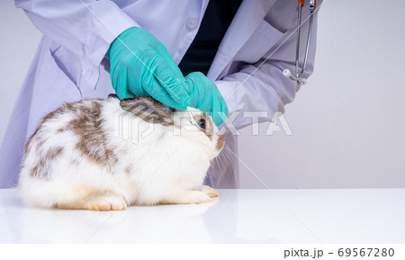 Veterinarians use cotton swabs to check the fluffy rabbit eyes and check for the fungus. Concept of animal healthcare with a professional in an animal hospital 69567280