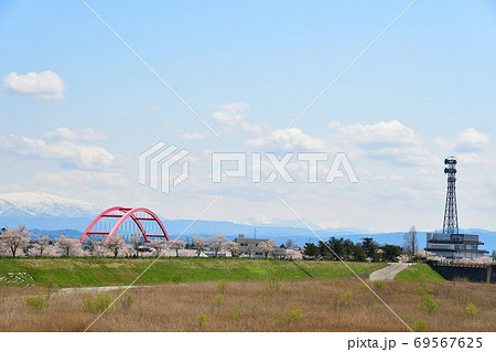 大河津分水の桜並木(新潟県) 大河津分水の桜並木(新潟県) 69567625