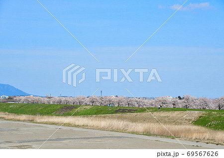 大河津分水の桜並木（新潟県） 69567626