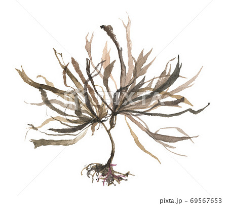 アラメ　海藻 69567653