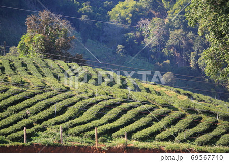 the multi layers on the green tea garden 69567740