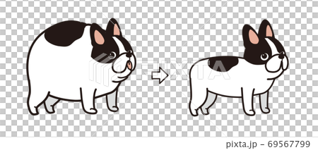 French Bulldog Diet Before After French Bulldog Diet Before After 69567799