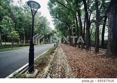 木 ツリー 樹 69567916