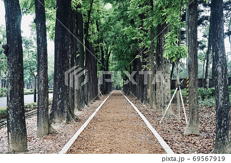 木 ツリー 樹 69567919