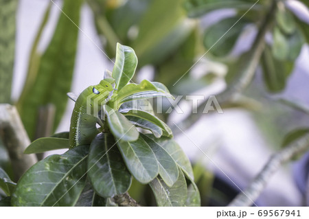 Green worms that are eating leaves of the Adenium. 69567941