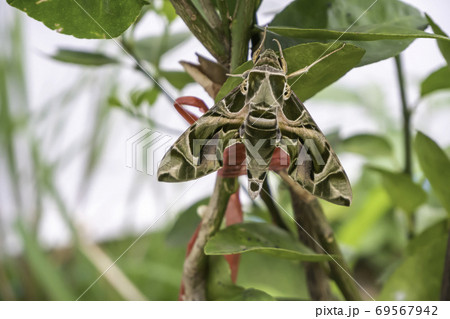 Green butterfly on the leaf Citrus aurantiifolia 69567942