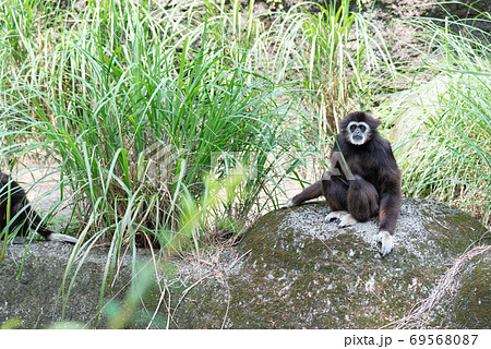動物 動物学 野生動物 69568087