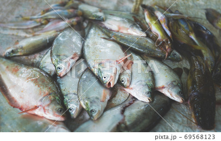 Mekong river fishes market. Mekong river fishes market. 69568123