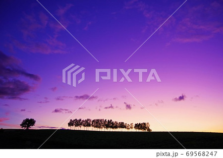 北海道　美瑛町　マジックアワーのセブンスターの木 69568247