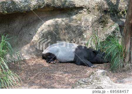 動物 動物学 野生動物 69568457