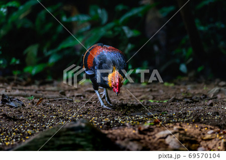 Red Junglefowl or Gallus gallus spadiceus, beautiful chicken was scratching for food on the ground in forest 69570104