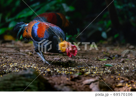 Red Junglefowl or Gallus gallus spadiceus, beautiful chicken was scratching for food on the ground in forest 69570106