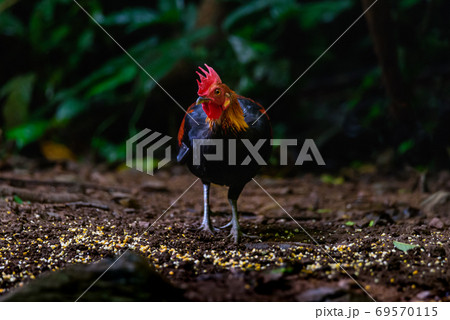 Red Junglefowl or Gallus gallus spadiceus, beautiful chicken was scratching for food on the ground in forest Red Junglefowl or Gallus gallus spadiceus, beautiful chicken was scratching for food on the ground in forest 69570115