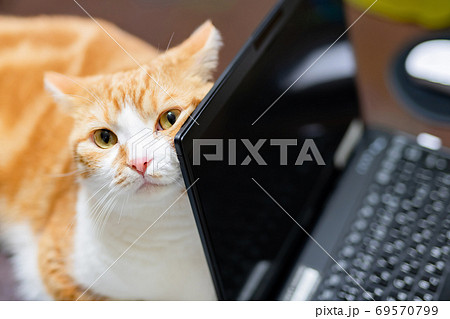 ノートパソコンに寄りかかる茶白猫の写真素材