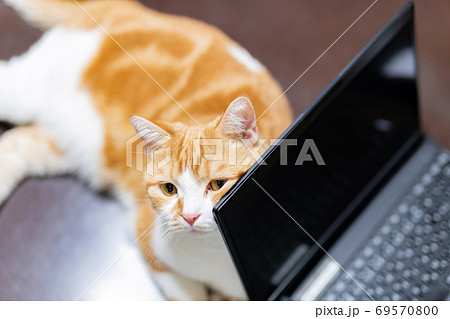 ノートパソコンに寄りかかる茶白猫の写真素材