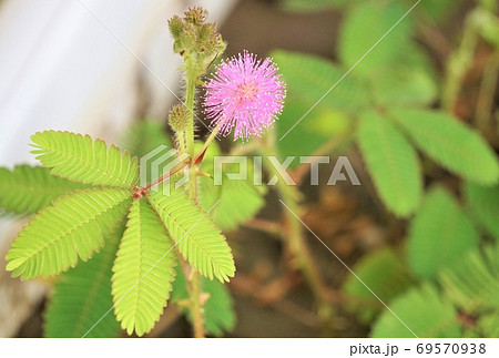 おじぎ草の花の写真素材