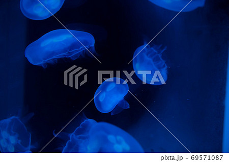 水族館での写真 水族館での写真 69571087