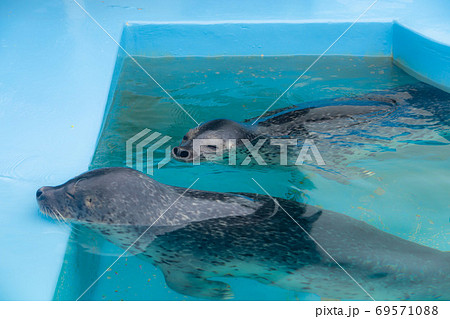 水族館での写真 水族館での写真 69571088