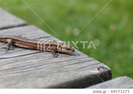 a brown lizard on a wooden board in summer garden on a green grass background 69571275