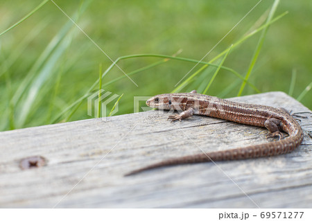 a brown lizard on a wooden board in summer garden on a green grass background a brown lizard on a wooden board in summer garden on a green grass background 69571277