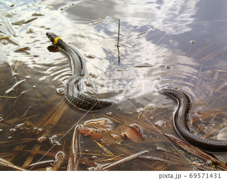Grass snake swimming in water, natrix Grass snake swimming in water, natrix 69571431