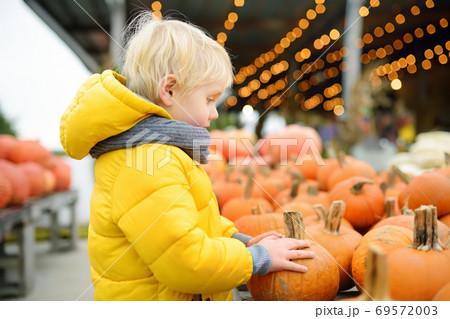 Little boy choose right pumpkin on a farm at autumn. Preschooler child hold a orange pumpkin. Little boy choose right pumpkin on a farm at autumn. Preschooler child hold a orange pumpkin. 69572003