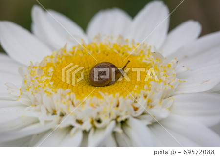 Macro photo of tiny baby brown snail sitting on the petal of camomile on sunny day after rain 69572088
