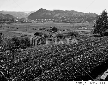茶畑ごしに広がる稲作農家の典型的な田園風景 茶畑ごしに広がる稲作農家の典型的な田園風景 69573111