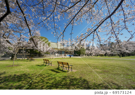 桜咲く小金井公園　たてもの園前の広場と背景の旧光華殿 69573124