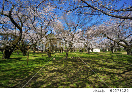 桜咲く小金井公園 たてもの園前の広場 桜咲く小金井公園 たてもの園前の広場 69573126