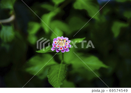 ランタナ 69574549