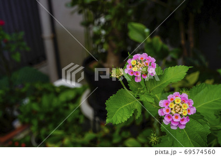 ランタナ ランタナ 69574560