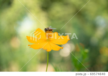 キバナコスモスと蜜蜂 69574640